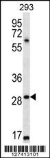 MESP1 Antibody