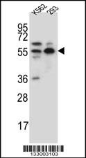 NAE1 Antibody