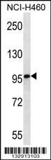 MMRN2 Antibody