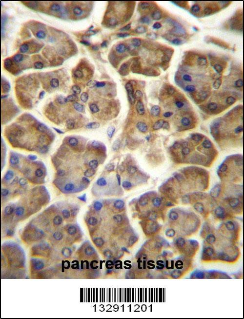 CCDC90B Antibody