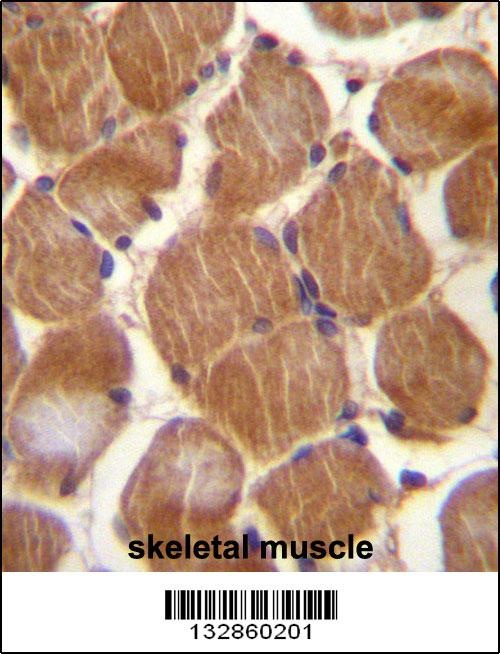 CLMP Antibody