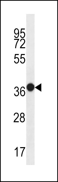 MUC15 Antibody