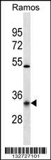 OR10G9 Antibody