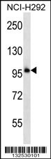 PCDHB11 Antibody