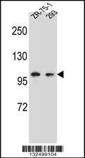 GRIP2 Antibody
