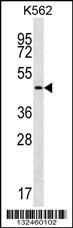 GIF Antibody