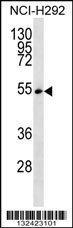 SFRS11 Antibody
