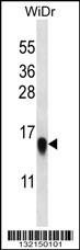 RPL35 Antibody