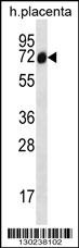 SCLT1 Antibody
