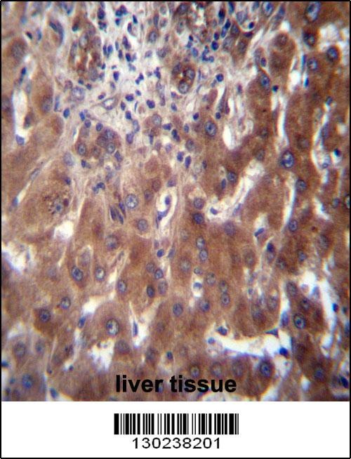 SCLT1 Antibody