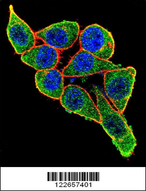 PAX6 Antibody