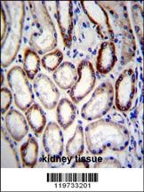 BCAT2 Antibody