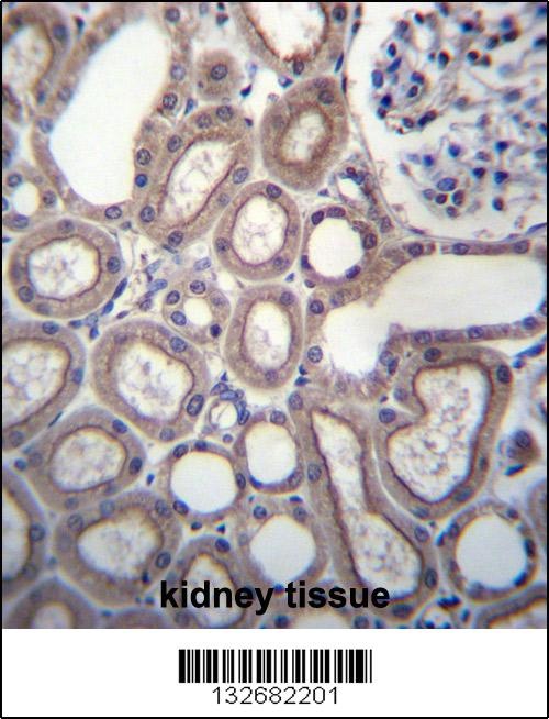 RNF180 Antibody