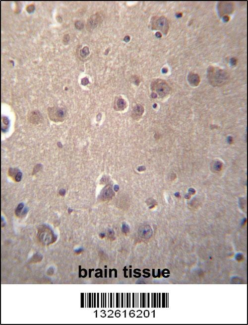 SNX4 Antibody