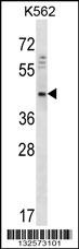 DOC2A Antibody