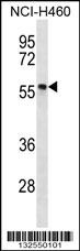 PHAX Antibody