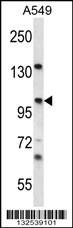 UNC45A Antibody