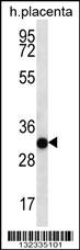 COPS7A Antibody