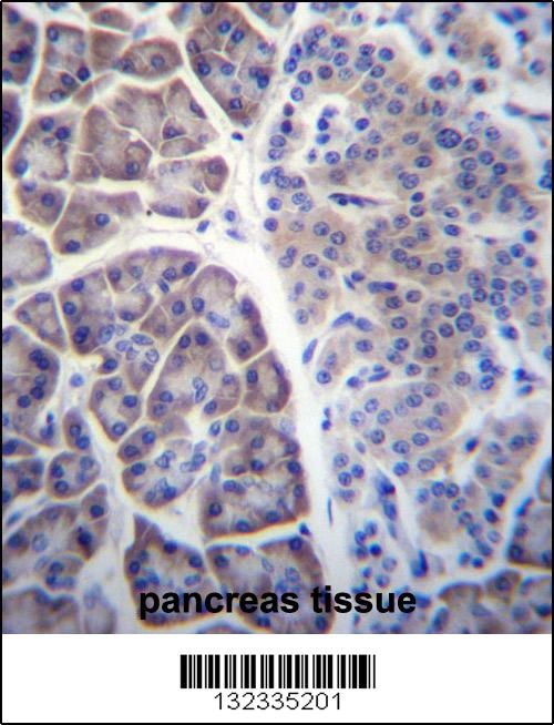 COPS7A Antibody