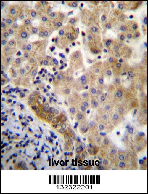 LIN7C Antibody