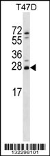 ZMAT2 Antibody