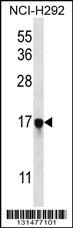 PAGE5 Antibody