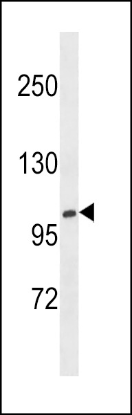 XYLT1 Antibody