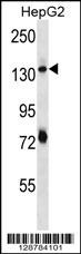 PLEKHH1 Antibody