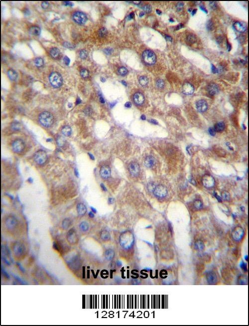 BEND7 Antibody