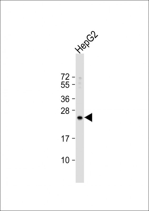 RPL15 Antibody