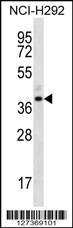 OR5I1 Antibody
