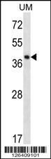 SPOPL Antibody