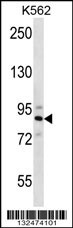 STRN4 Antibody
