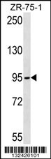 TUBGCP2 Antibody