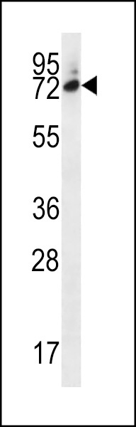 SIX5 Antibody