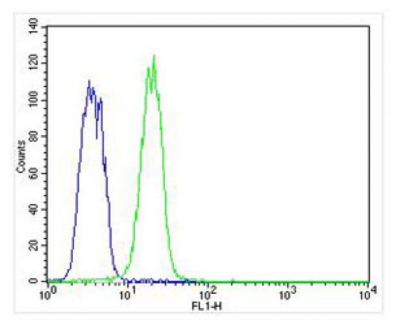 KRT12 Antibody