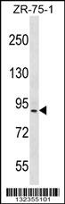 HRC Antibody