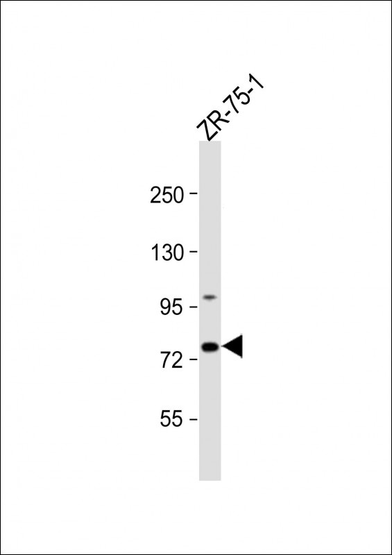 CTTNBP2NL Antibody