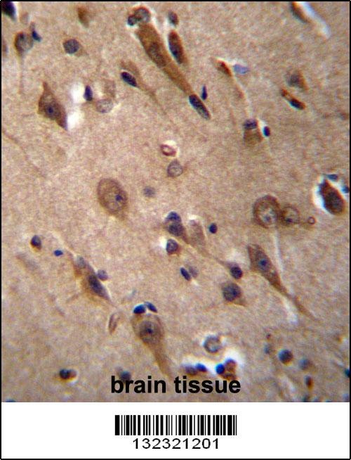 RIC3 Antibody