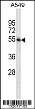 STAMBP Antibody