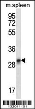 KRT222 Antibody