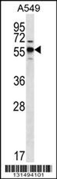 SPNS3 Antibody