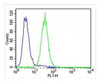 PLOD1 Antibody