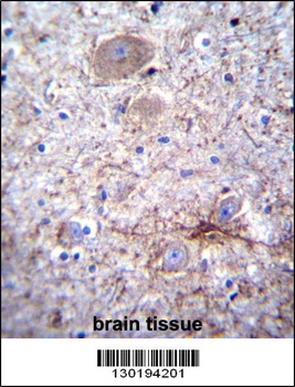 PCDHA7 Antibody
