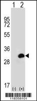 CA1 Antibody