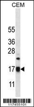 MRPS12 Antibody