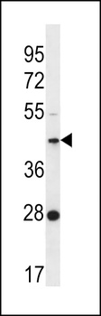 FAM105A Antibody