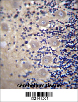 DRG1 Antibody