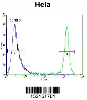 DRG1 Antibody