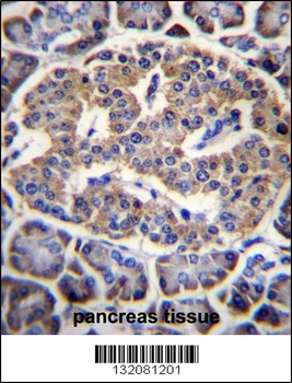 EIF4H Antibody